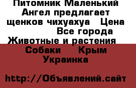 Питомник Маленький Ангел предлагает щенков чихуахуа › Цена ­ 10 000 - Все города Животные и растения » Собаки   . Крым,Украинка